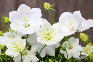 Campanula carpatica 'White Clips' (Carpathian Bellflower) - 1 Gallon Potted Perennial