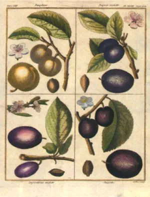 FAR33112 Serie Frutta - 'Fruit - Plums' (12 X 15)
