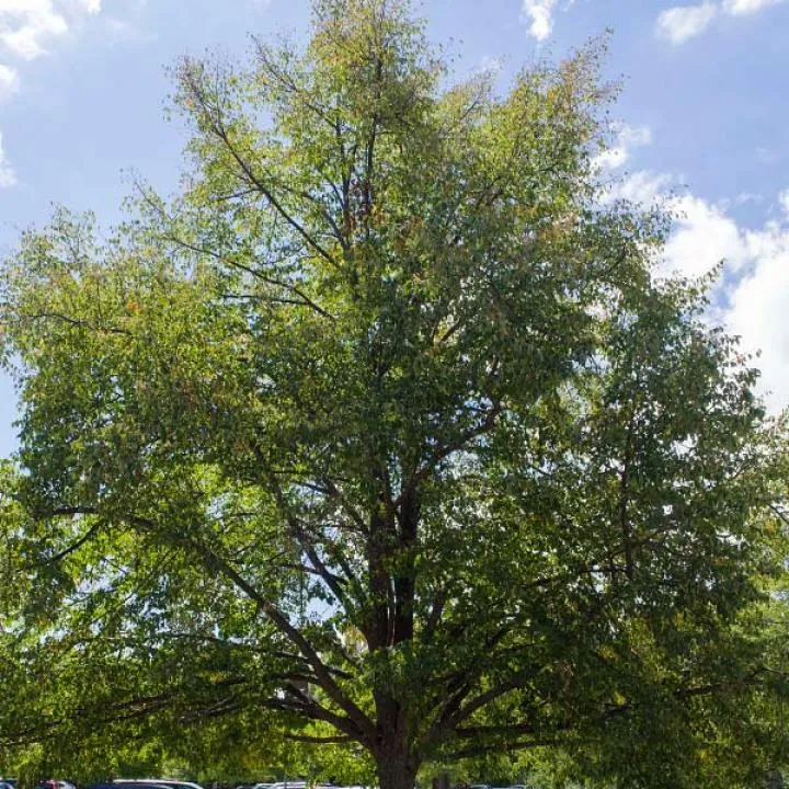 Greenspire Linden (Tilia cordata 'Greenspire') - 7 Gallon Potted Tree