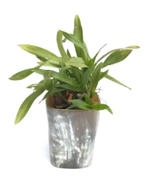 Natural Horn Vase