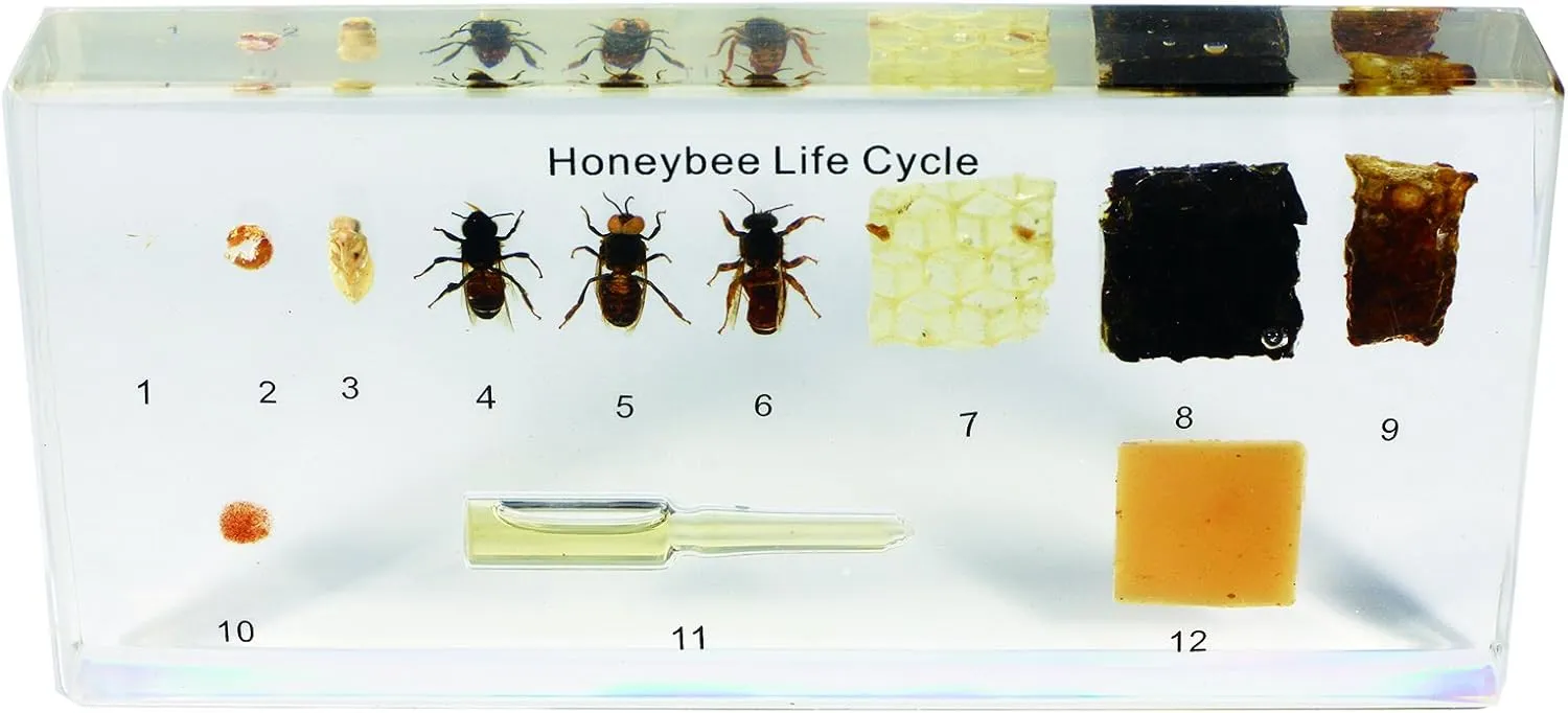 NEW REAL BUG TL06 Lifecycle of A Honey Bee Kit displays the lifecycle of a honey bee in a resin block