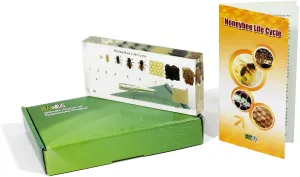 NEW REAL BUG TL06 Lifecycle of A Honey Bee Kit displays the lifecycle of a honey bee in a resin block